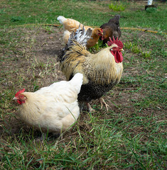 Cock with hen at solar day by springtime