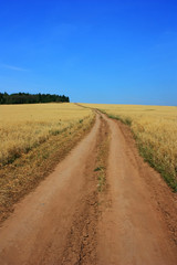 Fototapeta na wymiar Country dirt road in a wheat field
