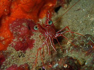 Hinge-beak Shrimp Rhynchocinetes durbanensis on hard coral during leisure dive in Sabah, Borneo.