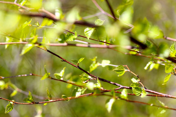 Spring birch tree leaves and buds, closeup macro