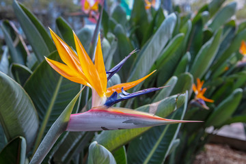 Orange and blue Strelizia bird of paradise flower in a garden.