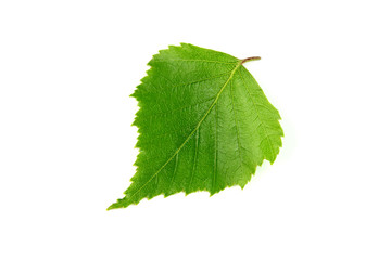 Fototapeta premium Spring birch leave isolated on white background