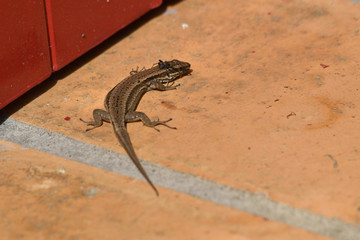 Ce lézard n'arrive pas à se débarrasser de cette araignée posée sur sa tête