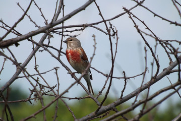 Male Linnet on a dry branch.