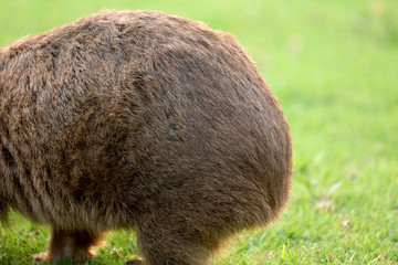 Wombat beim Grasen