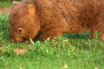 Wombat beim Grasen