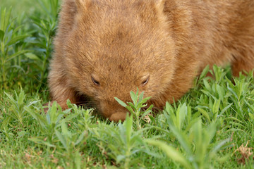 Wombat beim Grasen