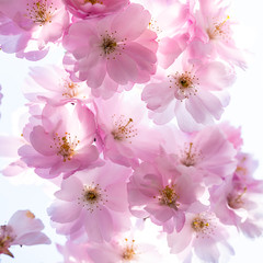 Kirschblüte hintergrund rosa
