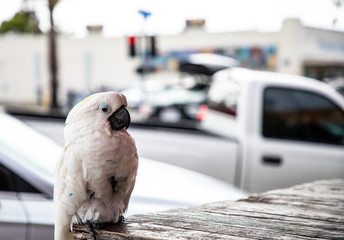 White Parakeet Poses on a Table