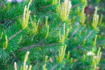Fototapeta premium Closeup shot of branches of a coniferous tree