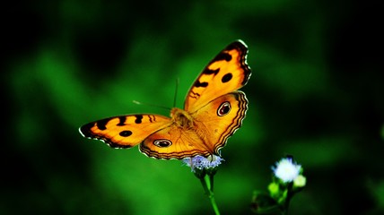 butterfly on flower