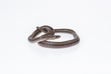Striped kukri Snake on white background, Scientific name:Oligodon taeniatus, snake of Thailand