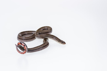 Striped kukri Snake on white background, Scientific name:Oligodon taeniatus, snake of Thailand