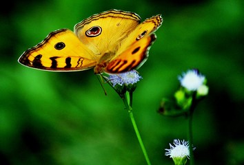 butterfly on a flower