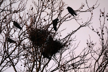 Krähennest mit Abendhimmel