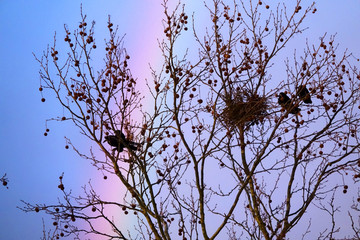 Krähennest mit Regenbogen