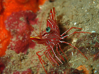 Hinge-beak Shrimp Rhynchocinetes durbanensis on hard coral during leisure dive in Sabah, Borneo.
