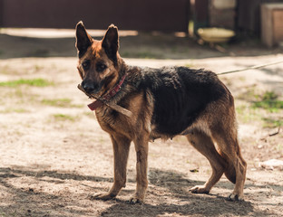 German shepherd dog plays with stick