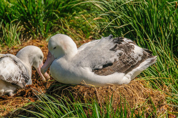 Two Wandering Albatrosses on their Nest