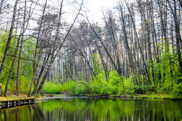 Beautiful forest reflected in the lake. Spring green trees. Day shadows. Amazing nature 