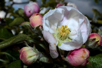 pink and white apple flower