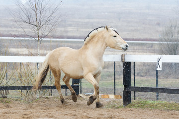 Beautiful chestnut horse pony Norwegian fjord runs on freedom