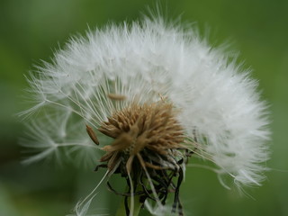 Close up of a white dandelion seeds