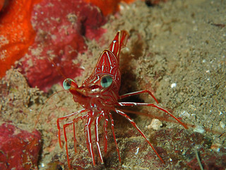 Hinge-beak Shrimp Rhynchocinetes durbanensis on hard coral during leisure dive in Sabah, Borneo.