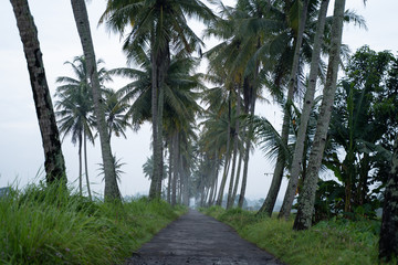 beautiful coconut country road in the morning