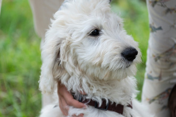 Junger Labradoodle - Hund spielt