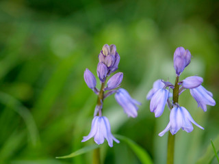 Purple hyacinth close-up, blurred background