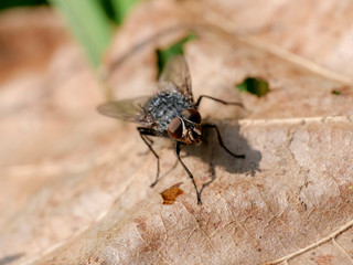 Fly macro phography 