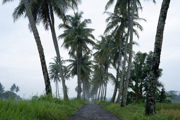 Obraz premium beautiful coconut country road in the morning