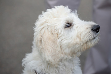 Junger Labradoodle - Hund spielt