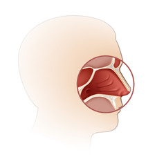 Vector human nasal cavity with head silhouette side view close up isolated on background