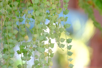 Blurred ivy plant growing in a garden with sun light and green nature background 
