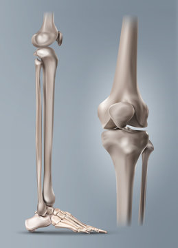 Vector medical illustration of the human leg or shin and bones of foot with knee-joint isolated on background