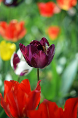 Naklejka premium Colorful tulips in the garden
