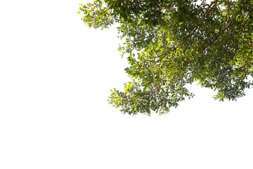 Obraz premium Green leaf and branches on white background