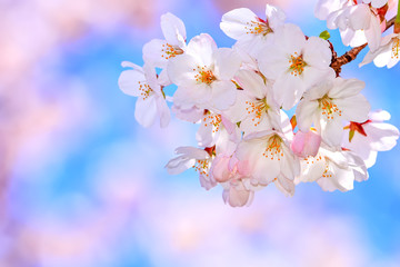 Fototapeta premium 桜の開花イメージ
