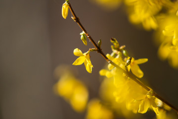 Beautiful park countryside garden view of blooming yellow small flowers with leafs.