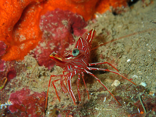 Hinge-beak Shrimp Rhynchocinetes durbanensis on hard coral during leisure dive in Sabah, Borneo.