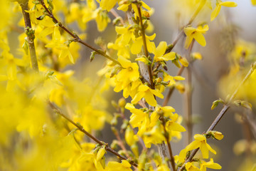 Beautiful park countryside garden view of blooming yellow small flowers with leafs.