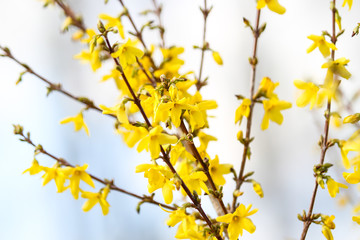 Beautiful park countryside garden view of blooming yellow small flowers with leafs.