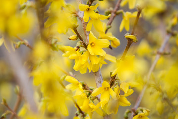 Beautiful park countryside garden view of blooming yellow small flowers with leafs.