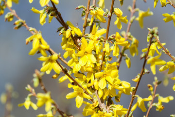 Beautiful park countryside garden view of blooming yellow small flowers with leafs.
