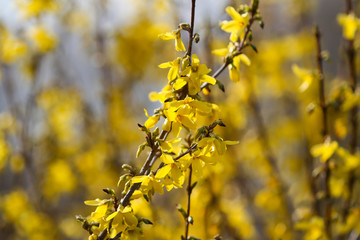 Beautiful park countryside garden view of blooming yellow small flowers with leafs.