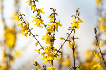 Beautiful park countryside garden view of blooming yellow small flowers with leafs.