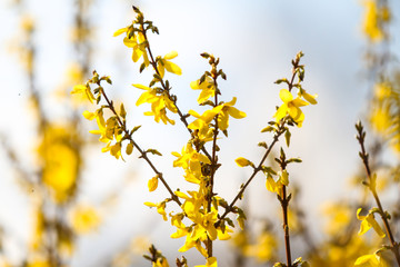 Beautiful park countryside garden view of blooming yellow small flowers with leafs.