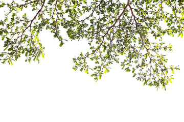 Obraz na płótnie Canvas Green leaf and branches on white background